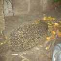 Hedgehog