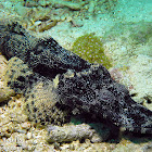 Crocodile Flathead