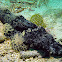 Crocodile Flathead