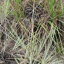 Scrub Bluestem