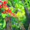 Cockspur Coral Tree