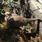 Mourning dove