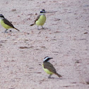 Great Kiskadee