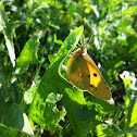 Clouded Yellow