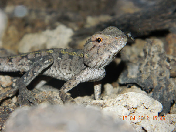 Spotting Image 1