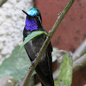 Purple-throated mountain gem
