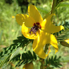 Partridge Pea