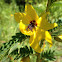 Partridge Pea