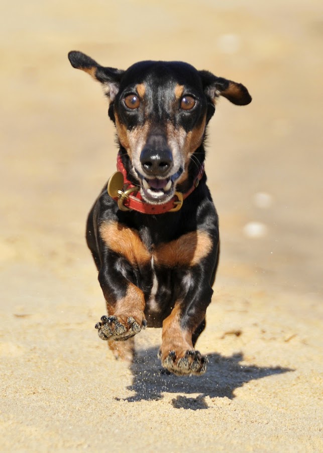 Jumpin'Jonathan by Lisa Bibko-Vanderhoop - Animals - Dogs Portraits ( dogs, pets, dachsund, beach )