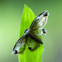 Moth