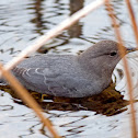 American Dipper