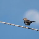 Northern Mockingbird