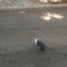 Rock pigeon