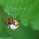 Tuftlegged orbweaver