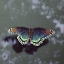 Red-Spotted Purple Butterfly