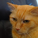 Cat named Martin