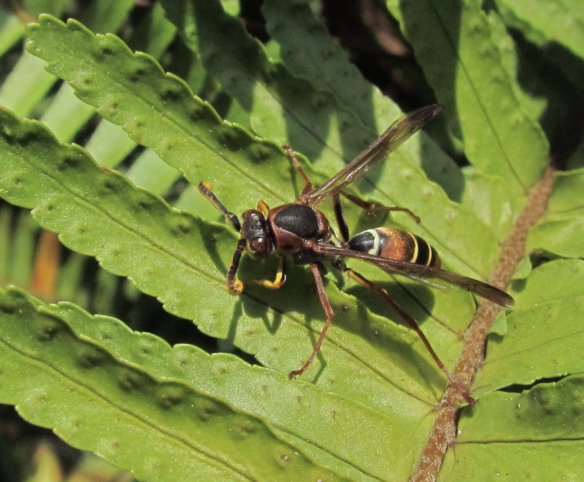 Wasp