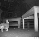 Eastern Cottontail