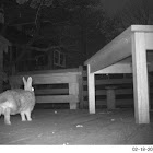 Eastern Cottontail