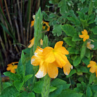 Firecracker Flower