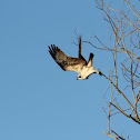 Osprey