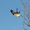 Osprey