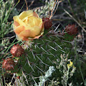 Opuntia (paddle cactus)