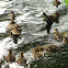 Mallard with ducklings