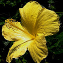 Tropical Hibiscus