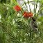 Lewin's Honeyeater