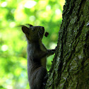 Eurasian red squirrel