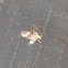 Frilly Grass Tubeworm Moth