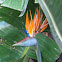 Bird of Paradise Plant
