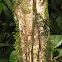 Many-Scaled Anole