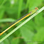 COROMANDEL MARSH DART