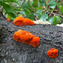Cinnabar polypore