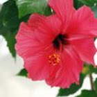 Hibiscus 