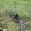 Sharp-Shinned Hawk