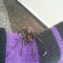 Wolf Spider