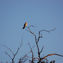 White-tailed Kite