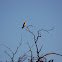 White-tailed Kite