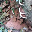 Bracket fungus