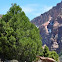 Single leaf pinyon