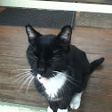 house cat