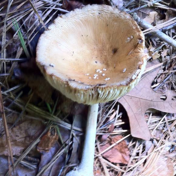 Spotting Image 1