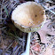 Amanita