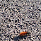 Banded woolly bear
