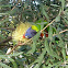 Rainbow Lorikeet