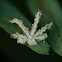 Ricaniid Planthopper