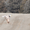 Leucistic Bald Eagle